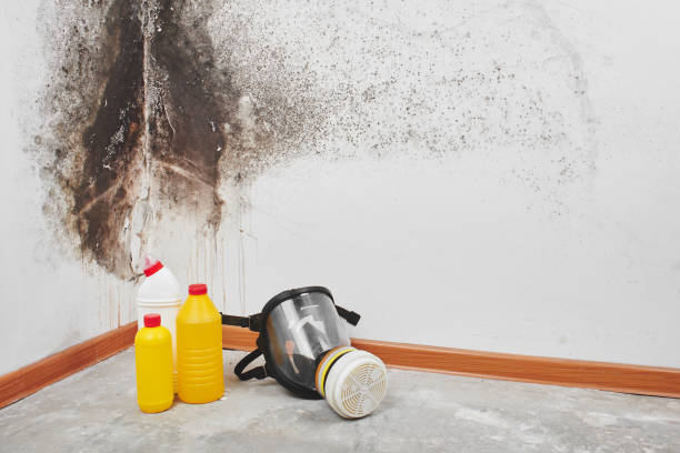 Best Water Damage & Mold Remediation  in Adwolf, VA